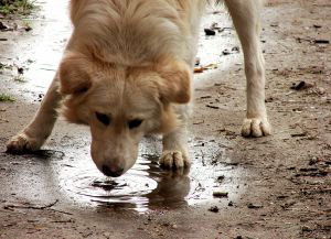 dog-drinking-water-puddle-by-costi